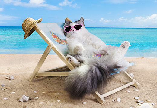 Partir en vacances avec son chat, c�est possible !